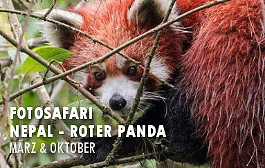 Rote Pandas und die wilde Tierwelt Nepals